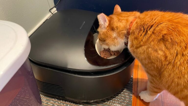 My cat Norbert loves this automatic wet food feeder, and it’s on sale