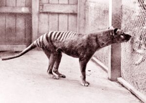 Effort to bring back the Tasmanian tiger builds steam