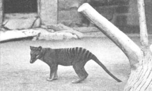 ‘De-Extinction’ Company Says It’s Very, Very Close to a Complete Tasmanian Tiger Genome