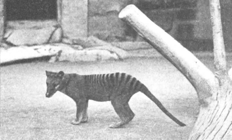 ‘De-Extinction’ Company Says It’s Very, Very Close to a Complete Tasmanian Tiger Genome