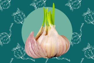 Is Sprouted Garlic Safe to Eat?