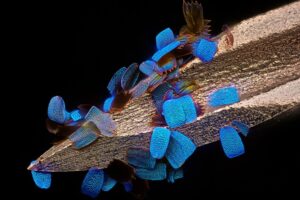 The 20 Best Images From Nikon’s Small World Up Close Competition