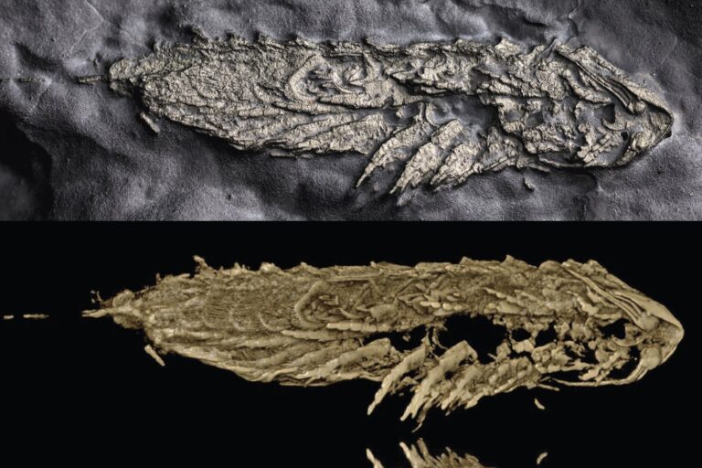 Ancient Critter Preserved in Fool’s Gold Flaunts a ‘Great Appendage’