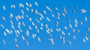 How to easily fly away from X to Bluesky without losing your flock – for now