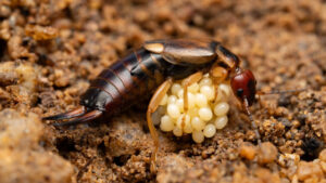 The amorous adventures of earwigs