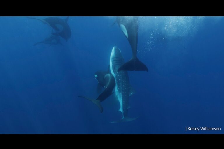 An Orca Pod Off Mexico Has Learned to Kill Enormous Whale Sharks