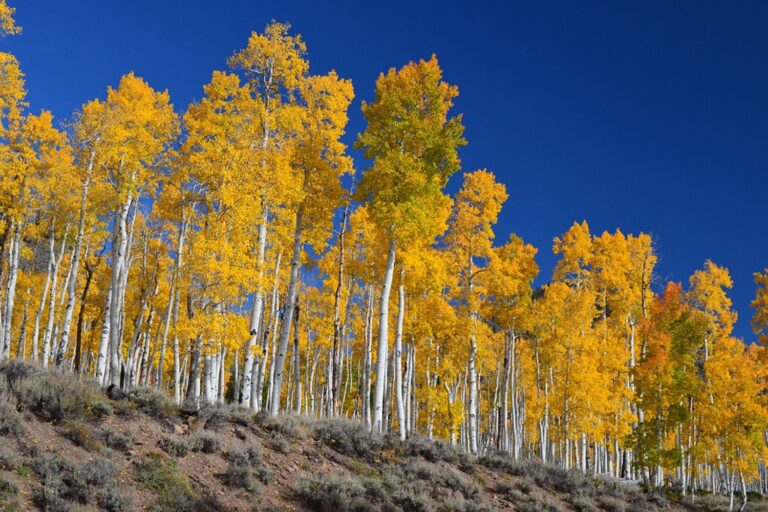 Pando, Earth’s Largest Living Organism, Could be 80,000 Years Old