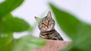 Yes, Houseplants Can Be Toxic to Pets, but These 7 Are Perfectly Safe