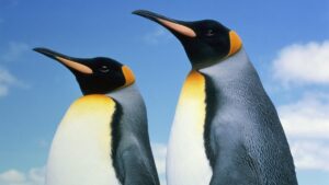 My Linux predictions for 2025: It’s going to be a good year