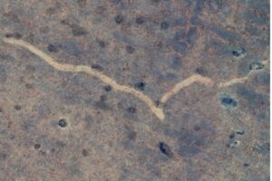 Researchers Pinpoint Cause of Strange Scar in Australian Outback