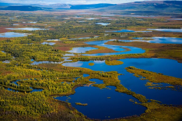 The Famous Bering Land Bridge Was More Like a Swamp, Geologists Say