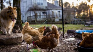 Bird flu case in Louisiana is in critical condition, health officials reveal