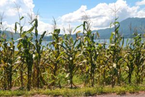 Mexican Milpa Is the Ancient Way of Farming and Eating That Ensures a Delicious Future