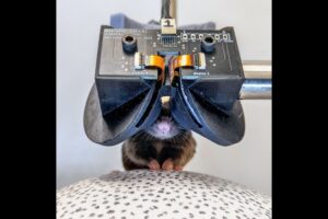 Scientists Built Tiny VR Goggles for Mice