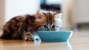 Pet Food Recall Linked to Bird Flu Contamination: What to Know