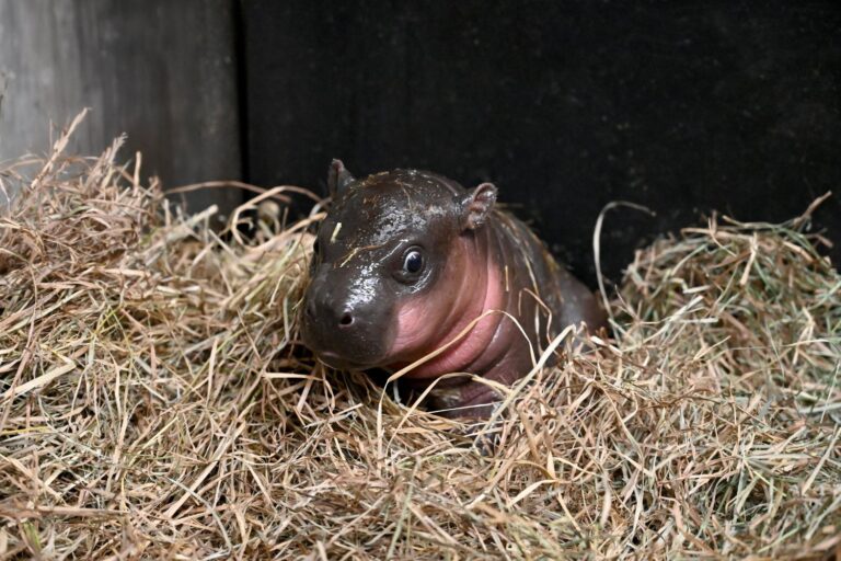 Virginia Zoo’s Latest Addition Is a Baby Pygmy Hippo