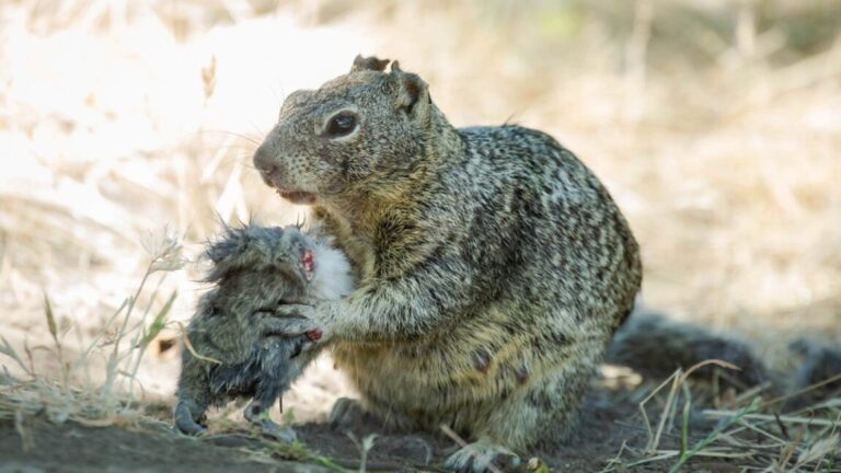 Watch carnivorous squirrels chow down on tasty voles