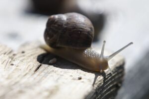 Meet the Farmer Who Left IBM to Breed Snails in Vienna