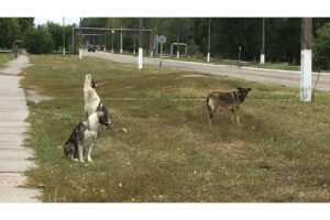 Chernobyl’s Stray Dogs Are Genetically Distinct—But Radiation Isn’t the Reason