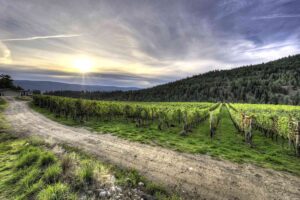 How US Wineries Saved Canada’s Wine Industry After a Devastating Freeze