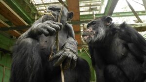 Peeing is contagious among chimps