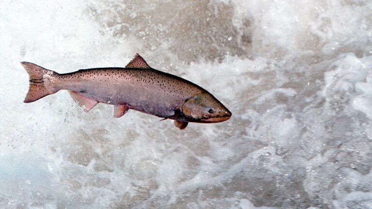 Hydroelectric Dams in Oregon Kill Salmon. Congress Says It’s Time to Consider Shutting Them Down.