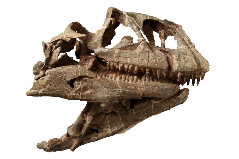 Enormous Dinosaur Skull Uncovers a Previously Unknown Species