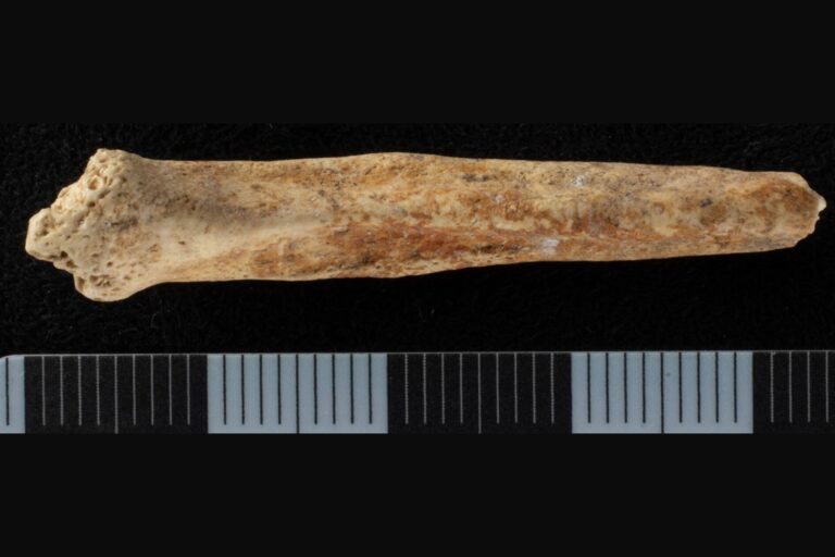 Mysterious Red-Painted Dog Penis Bone Found in Ancient Roman Shaft