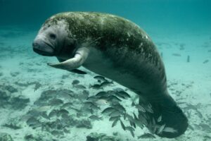 Tired of Florida Cold, Manatees Post Up in Power Plant Discharge