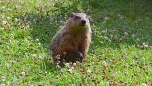 How Accurate Is Groundhog Day? NOAA Grades the Woodchucks