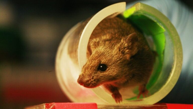 A Rodent Researcher Told Us How to Keep Mice Away This Winter