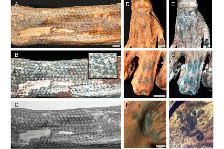 Lasers Expose Stunning Tattoo Art on 1,200-Year-Old Peruvian Mummies