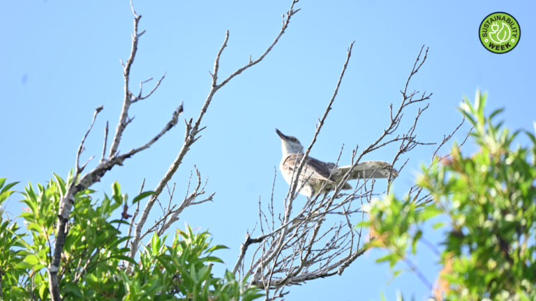Inside Disney’s high-tech mission to protect the Great Lizard Cuckoo at Lookout Cay