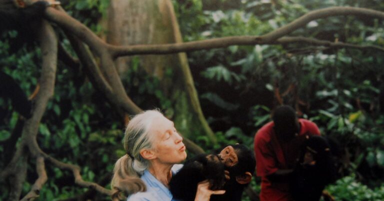 11 Best Nature Documentaries on Netflix, Hulu, and More (2025)