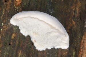 This Unassuming Mushroom Packs the Bitterest Taste Ever Measured