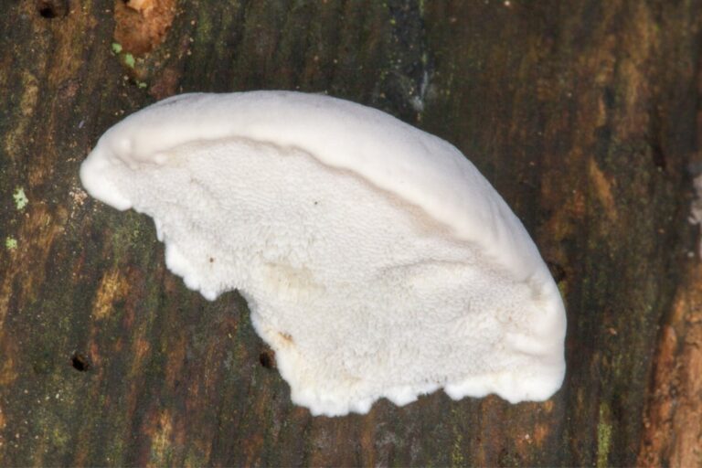 This Unassuming Mushroom Packs the Bitterest Taste Ever Measured