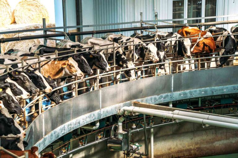 FDA Suspends Milk Quality Testing Due to Staff Cuts