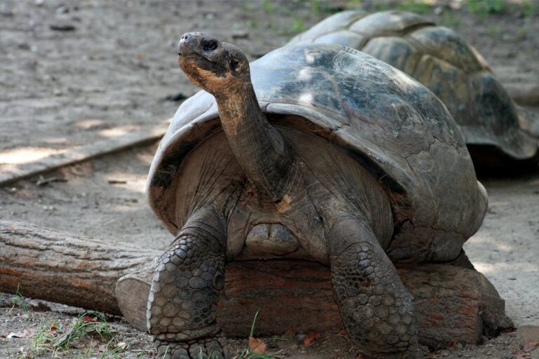 Critically Endangered Tortoise Is a First-Time Mom at Nearly 100 Years Old