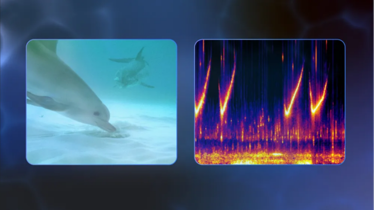 Google’s new AI model could someday let you understand and talk to dolphins