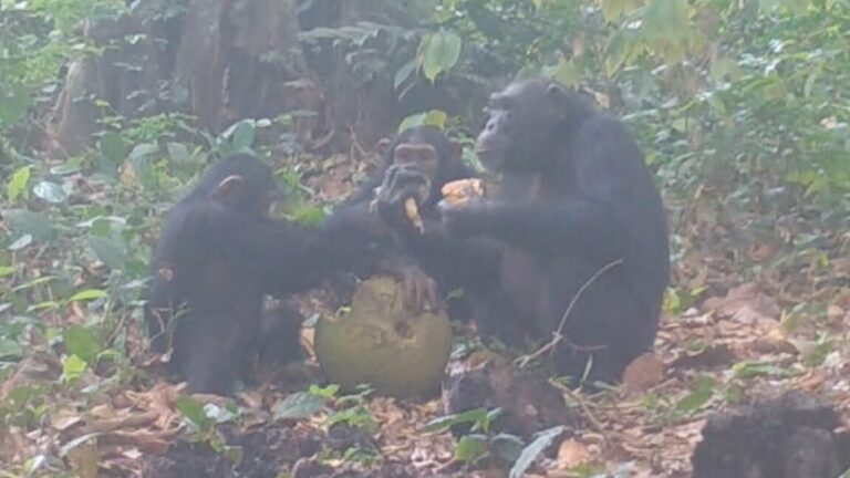 Are these chimps having a fruity booze-up in the wild?