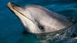 Google is talking to dolphins using Pixel phones and AI – and the video is delightful